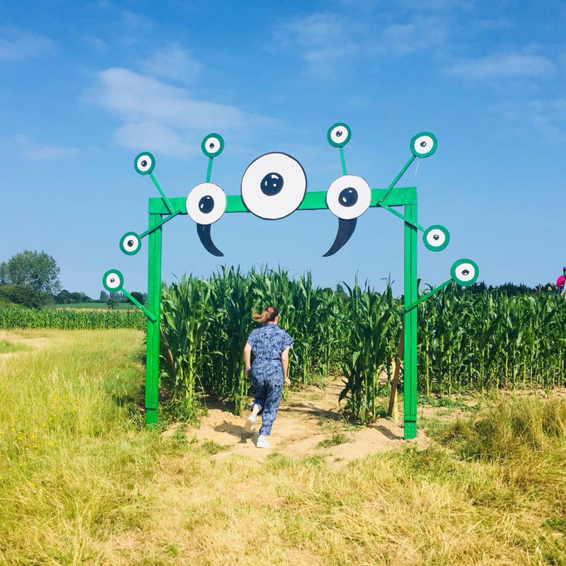 Un labyrinthe créé dans un champ de maïs à Saint-Alban